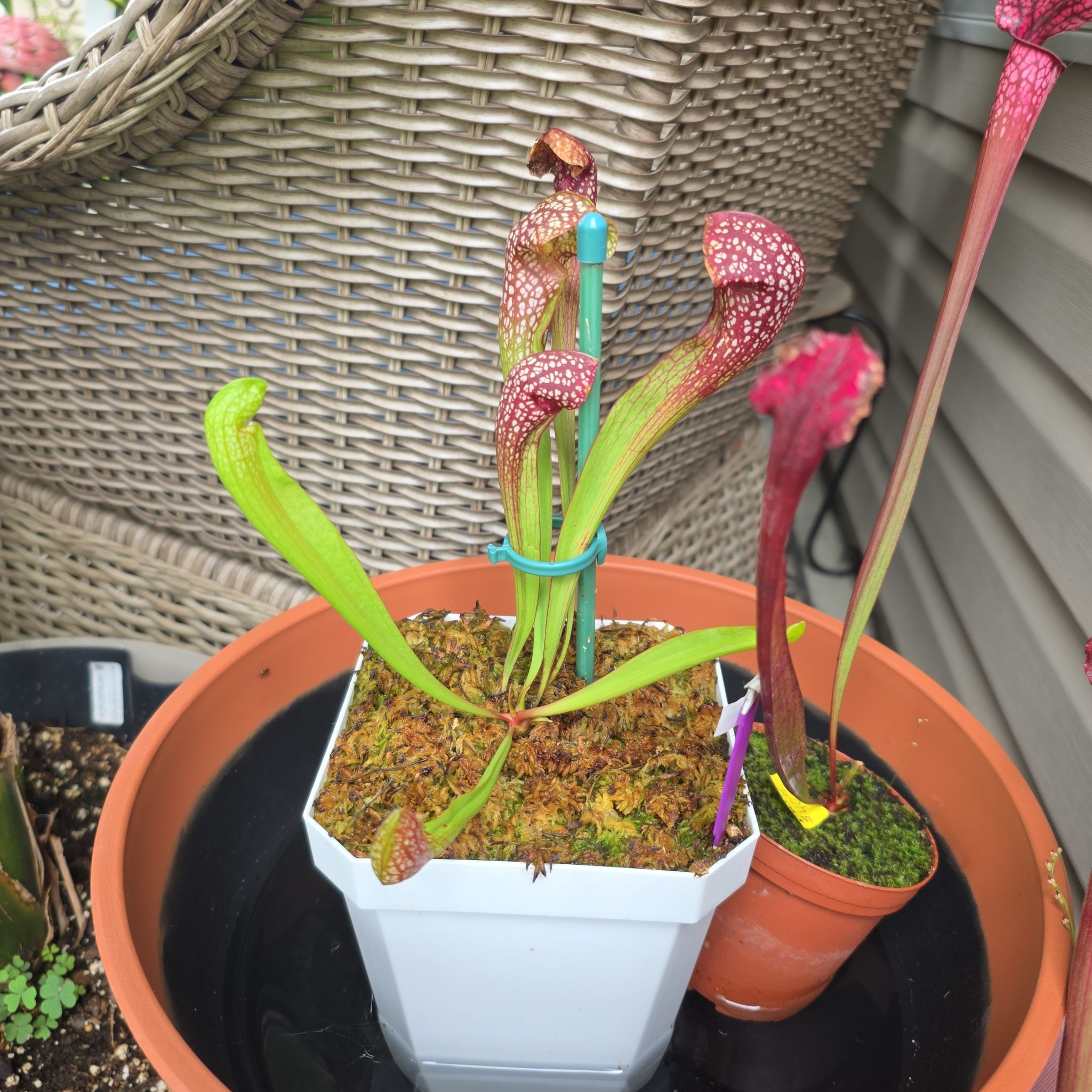 Photo of the plant species Scarlet Belle by @plantstalker named Plato on Greg, the plant care app