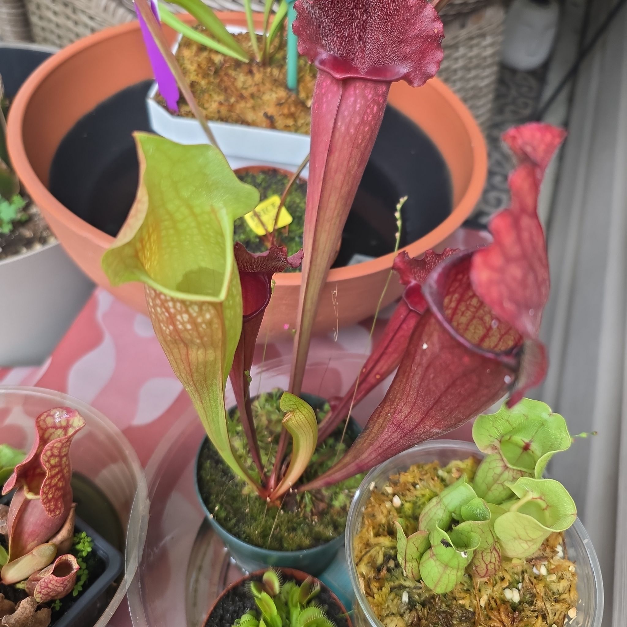 Photo of the plant species Sarracenia purpurea x 'Judith Hindle' by @plantstalker named Apollo on Greg, the plant care app