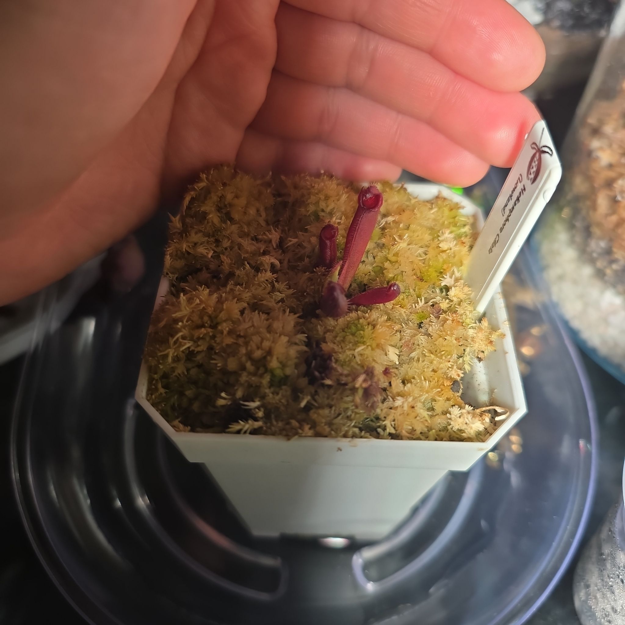Photo of the plant species Sun Pitcher Plant by @plantstalker named Heliamphora Ciala on Greg, the plant care app