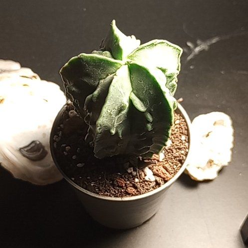 Photo of the plant species Senita Cactus by @leafsheep12 named Freezerburn on Greg, the plant care app