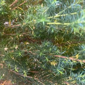 Photo of the plant species Scotch Heath by @PetiteEmoryoak named Xena on Greg, the plant care app
