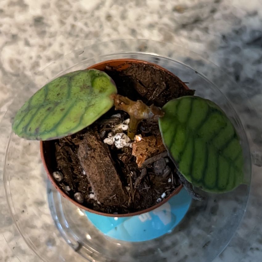 Photo of the plant species Hoya kalimantan by @TitanicBaibua1 named Oscar on Greg, the plant care app