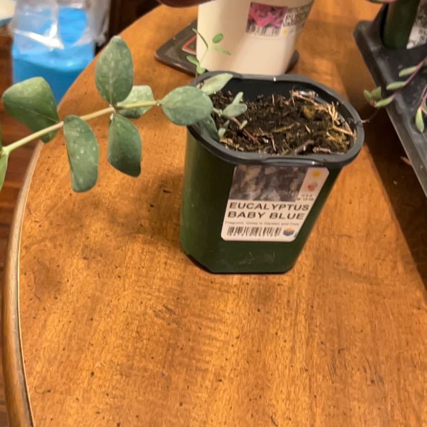 Photo of the plant species Florist Silver Dollar by @TitanicBaibua1 named Gates on Greg, the plant care app