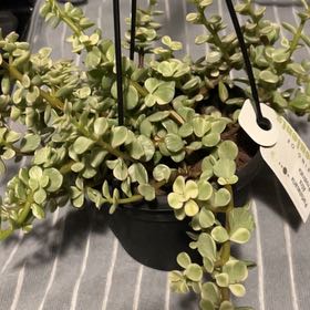 Photo of the plant species Portulacaria afra 'Prostrata' by @TitanicBaibua1 named Taylor Swift on Greg, the plant care app