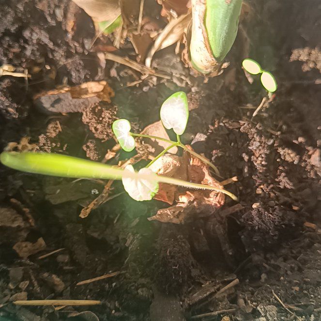 Photo of the plant species Broadleaf Arrowhead by @MajorPepper51 named Marilyn on Greg, the plant care app