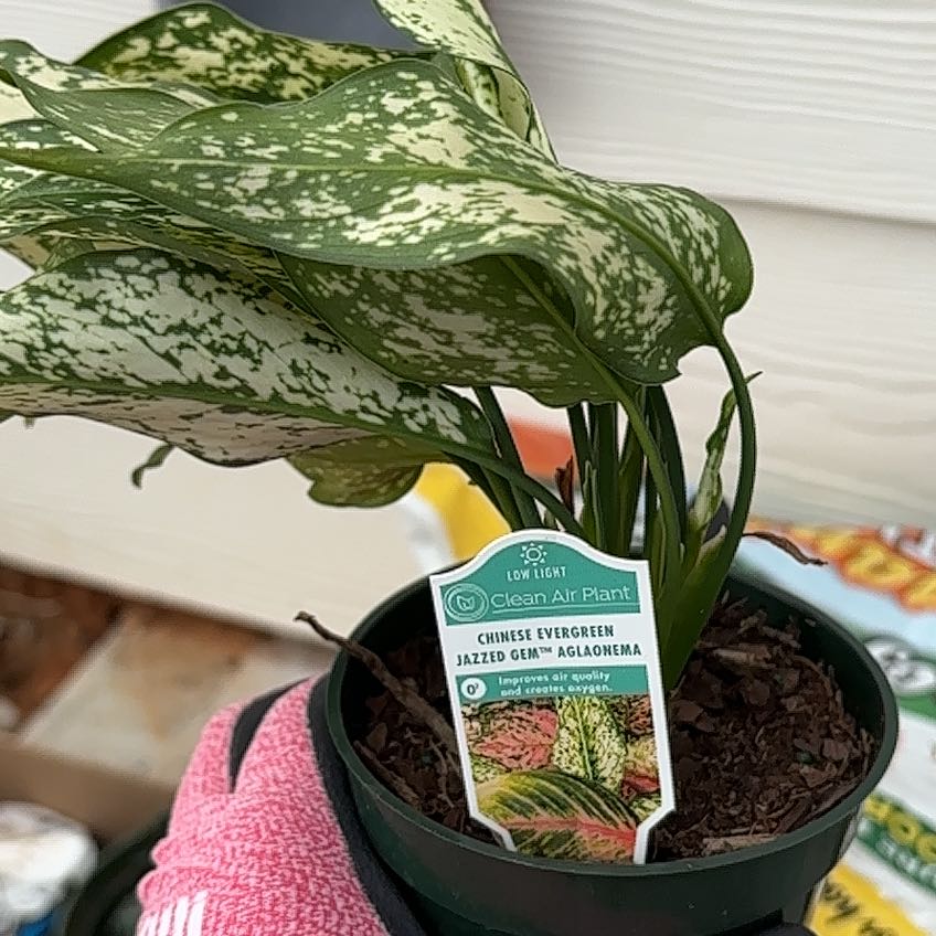 Photo of the plant species Chinese evergreen by @KeyCosmo47 named Robert Plant on Greg, the plant care app
