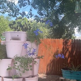 Photo of the plant species Siberian Larkspur by @FastKermesoak76 named Harper on Greg, the plant care app