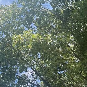 Photo of the plant species Camphor by @FastKermesoak76 named Captain Plant-it on Greg, the plant care app