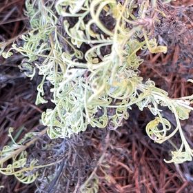 Photo of the plant species Italian Strawflower by @CleanCatgrass58 named Surya on Greg, the plant care app