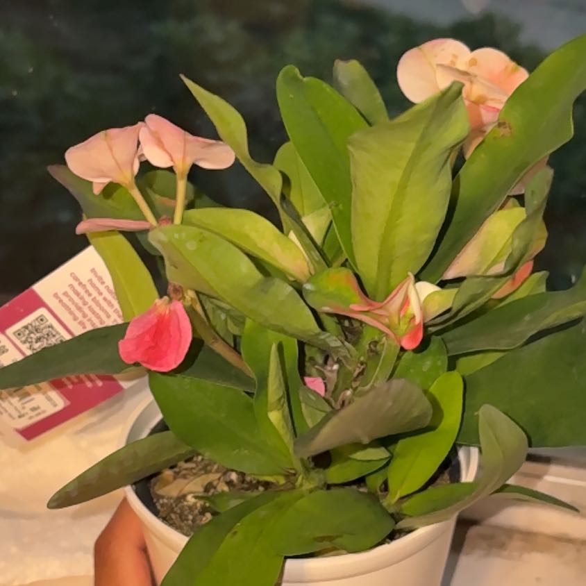 Photo of the plant species Euphorbia millotii by @ForcefulAgboy named Elina on Greg, the plant care app