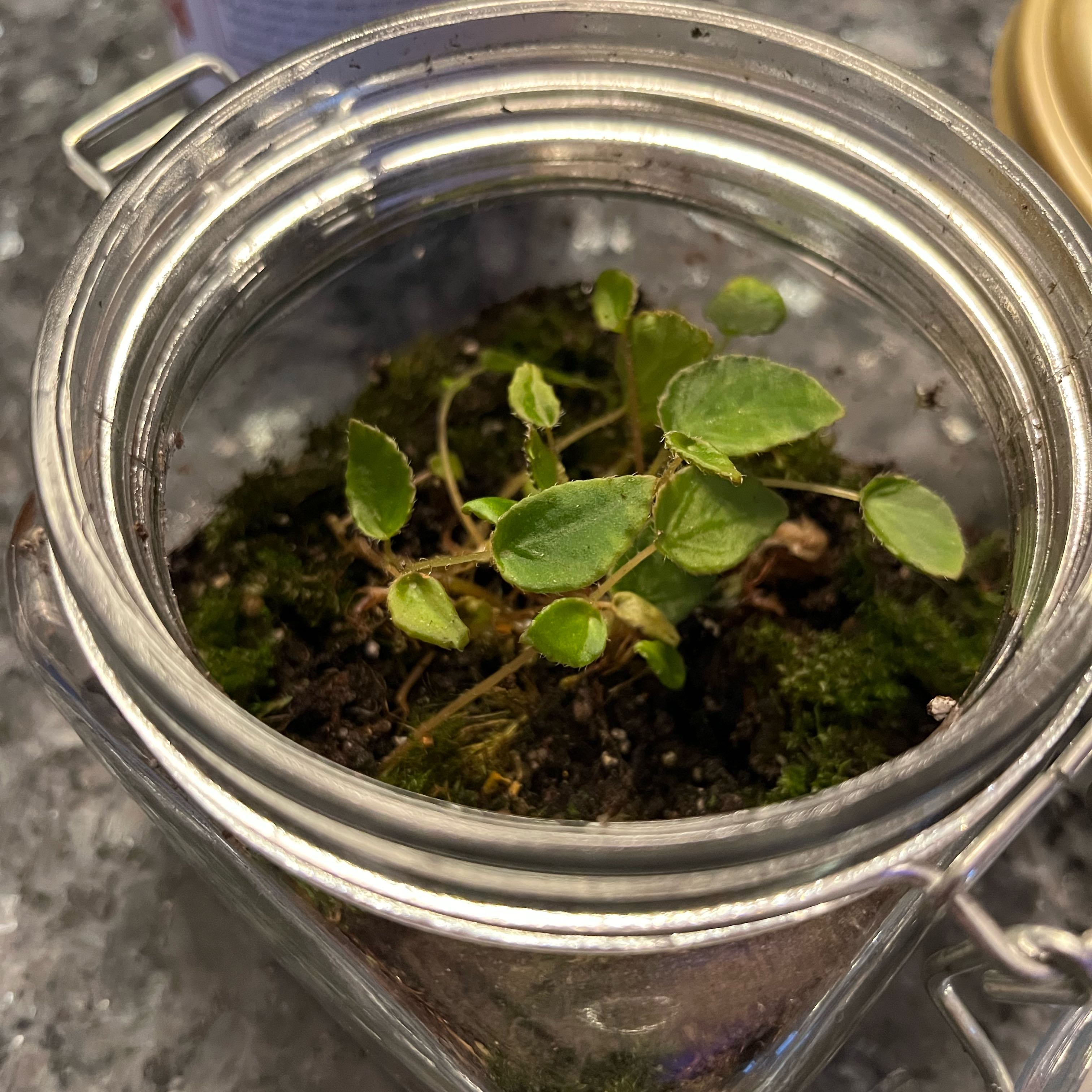 Photo of the plant species Peperomia perciliata by @MaximalRamarama named Pepper on Greg, the plant care app