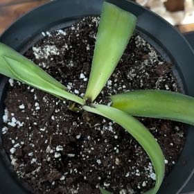 Photo of the plant species Foxtail Agave by @BackupKanono10 named Gaga on Greg, the plant care app