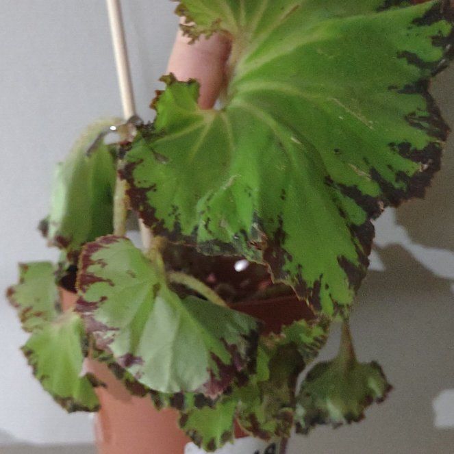 Photo of the plant species Rex Begonia Jive by @WinXylococcus25 named Planty on Greg, the plant care app