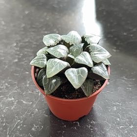 Photo of the plant species Haworthia bayeri by @ZappyLimefiddle named Muhammad Ali on Greg, the plant care app