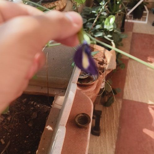 Photo of the plant species Blue Bell Sea Holly by @AwakeMango29 named Eva on Greg, the plant care app