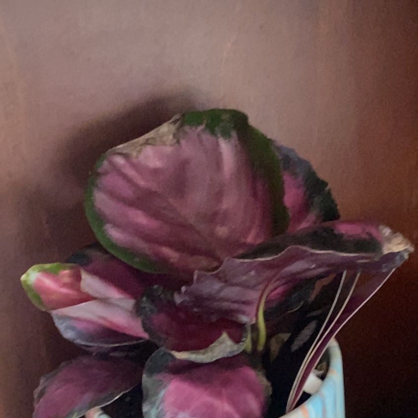 Photo of the plant species crimson rose calathea by @Thewolficorn named Mochi on Greg, the plant care app