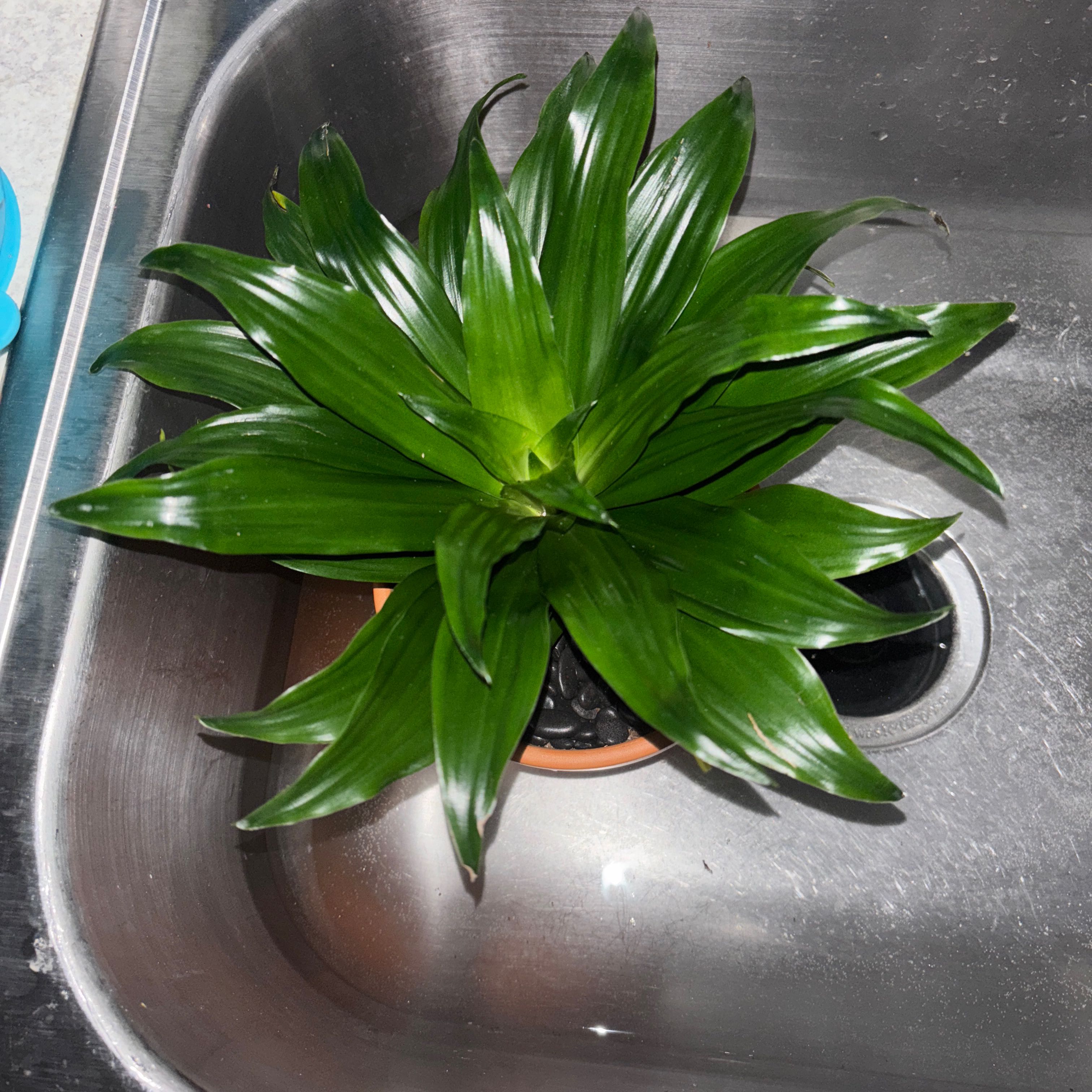 Photo of the plant species Dracaena Compacta by @SwellWelshpoppy named Tupot amaroot on Greg, the plant care app