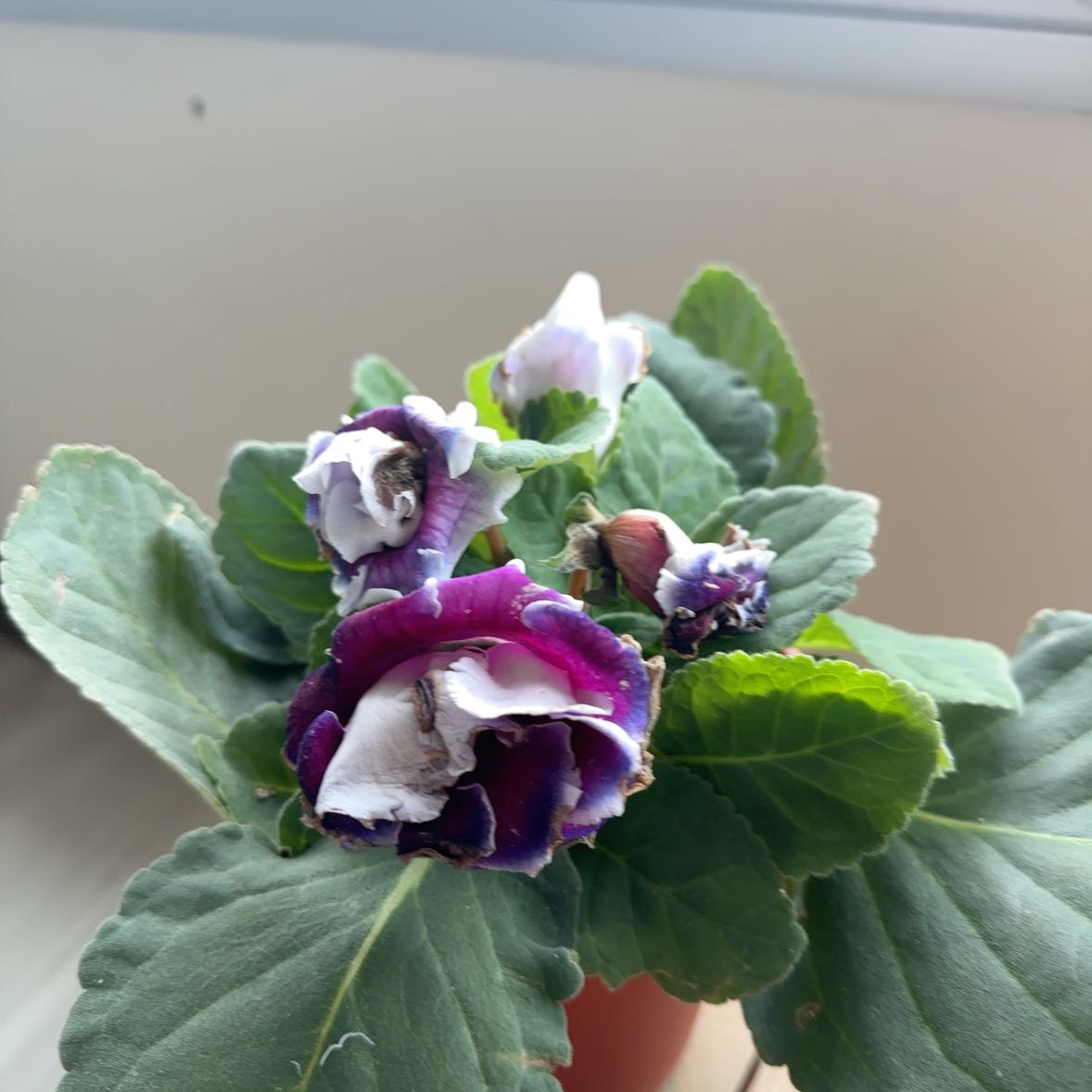 Photo of the plant species Florist's Gloxinia by @PerfectSoftcane named Hemingway on Greg, the plant care app