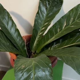 Photo of the plant species Tabacon by @JuicyPōhutukawa named Bigleef Smalls on Greg, the plant care app
