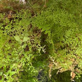 Photo of the plant species Himalayan Maidenhair Fern by @JuicyPōhutukawa named Emerson on Greg, the plant care app