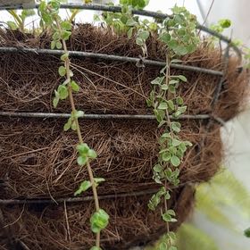 Photo of the plant species Coral Moss by @JuicyPōhutukawa named Bella on Greg, the plant care app