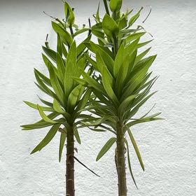 Photo of the plant species Orange Lily by @JuicyPōhutukawa named Treeyoncé on Greg, the plant care app