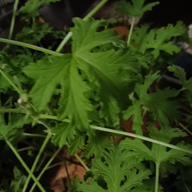 Photo of the plant species Citronella Geranium by @EuphoricNoni named Walt on Greg, the plant care app
