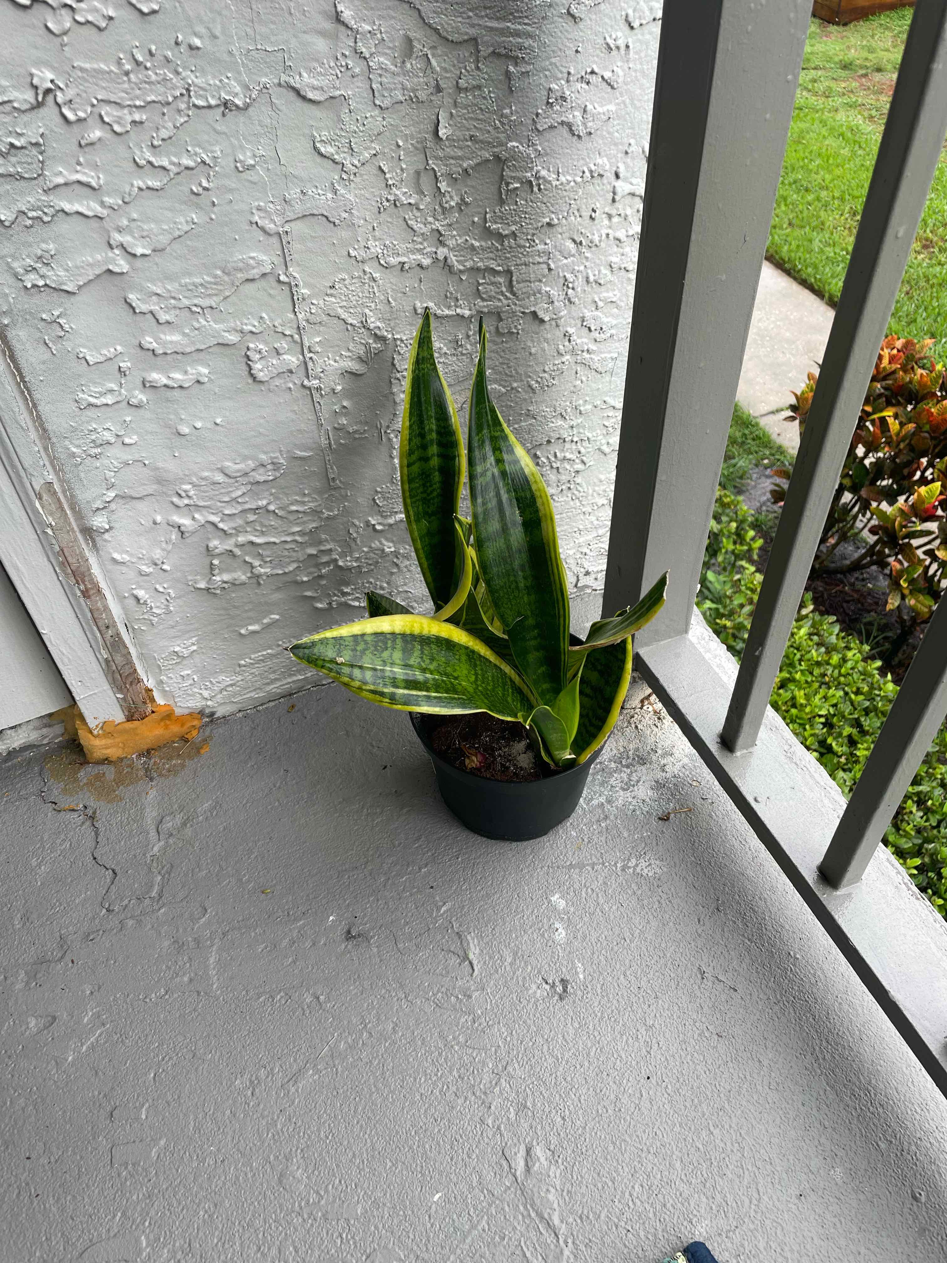 Sansevieria 'Lauren' plant in a pot on a concrete surface, healthy with vibrant green leaves and yellow edges.