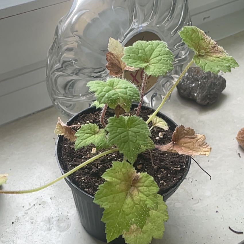 Photo of the plant species Pick-a-Back-Plant by @Leaflooter named Chick on Greg, the plant care app