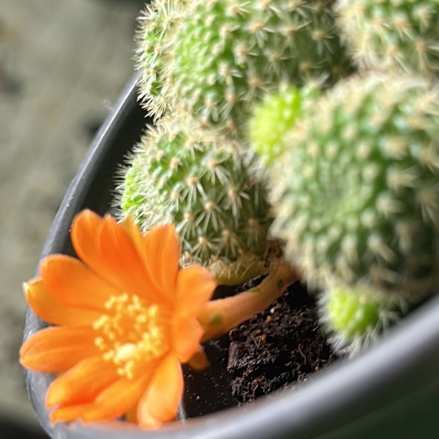 Photo of the plant species Orange Snowball by @YernLovelygreen named Foxxy on Greg, the plant care app
