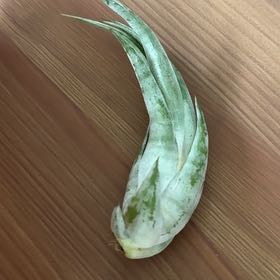 Photo of the plant species Seleriana Air Plant by @YernLovelygreen named Aria on Greg, the plant care app