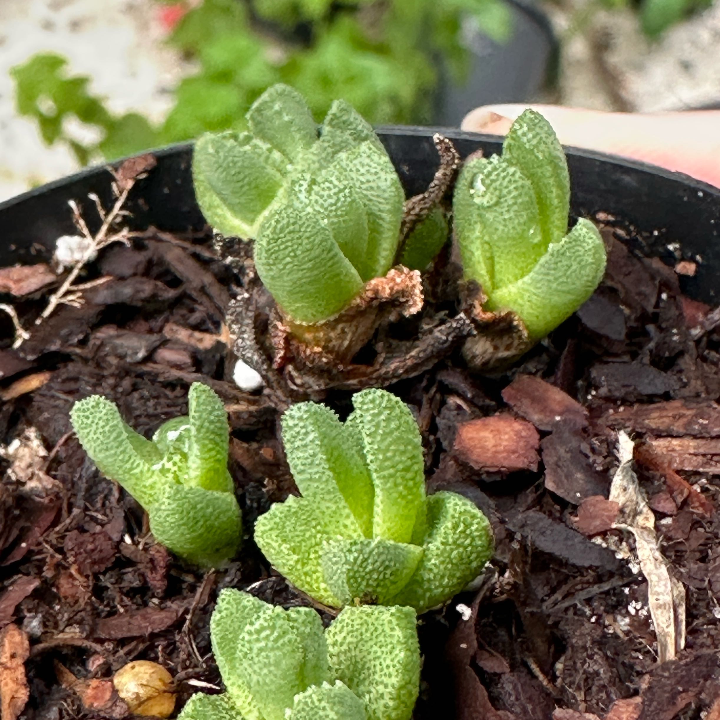 Photo of the plant species Aloinopsis luckhoffii by @YernLovelygreen named Xenomorpheus on Greg, the plant care app