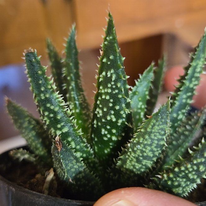 Photo of the plant species Aloe 'Tarantula' by @HeroicPeyote77 named Aristotle on Greg, the plant care app
