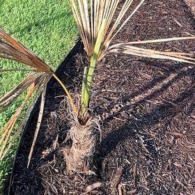 Photo of the plant species Saw Palmetto by @BetterRedpalulu named Wall-E on Greg, the plant care app