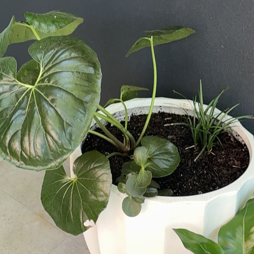 Photo of the plant species Tractor Seat Plant by @CakeRoll named Bigleef Smalls on Greg, the plant care app