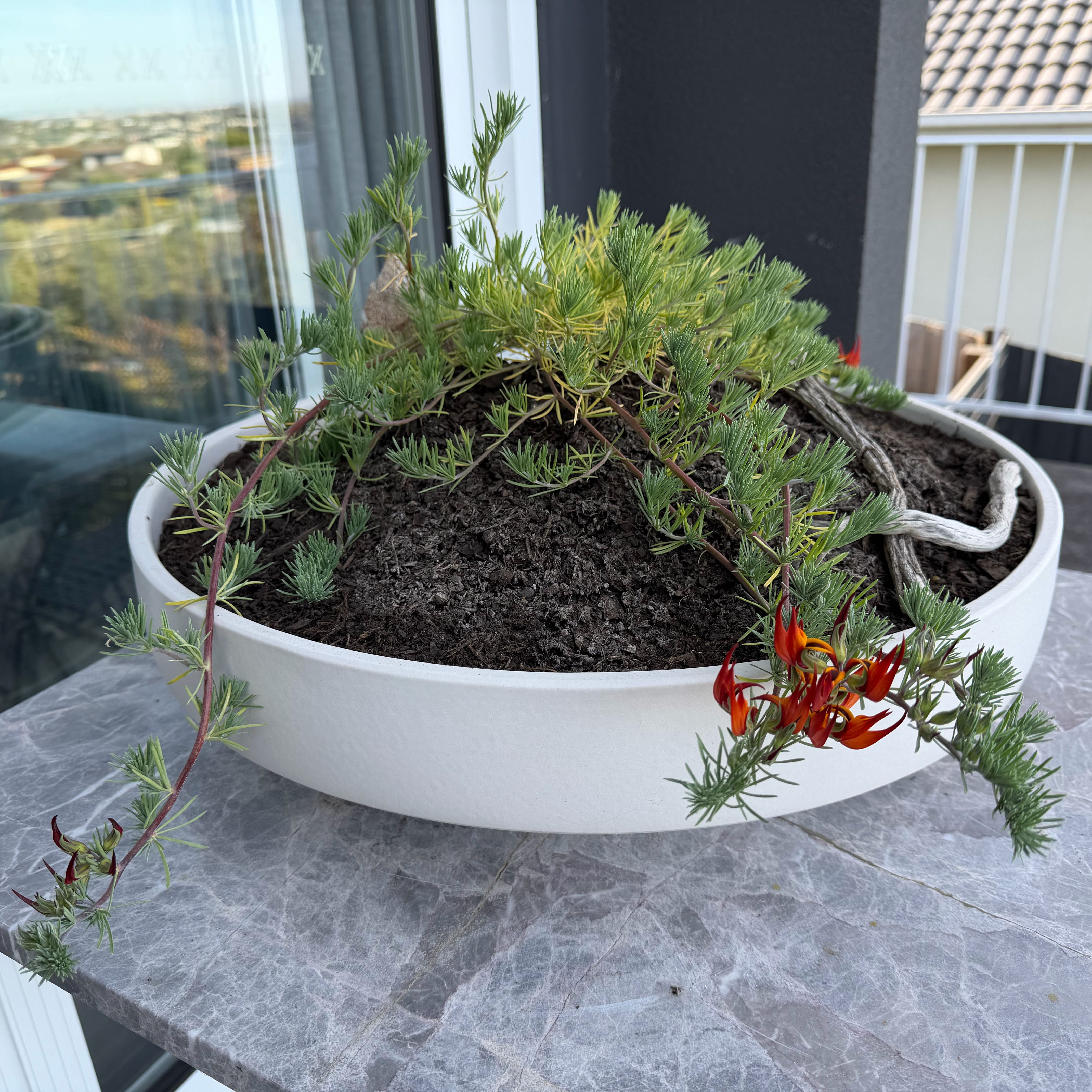 Photo of the plant species Trailing Lotus by @CakeRoll named Sherlock on Greg, the plant care app
