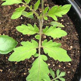Photo of the plant species Green Zebra Tomato by @CuteSpinach7 named Mando on Greg, the plant care app