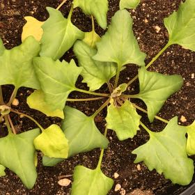 Photo of the plant species Indian-Ink by @CuteSpinach7 named Chenopodium strawberrys on Greg, the plant care app
