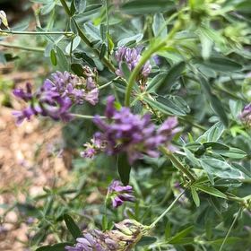 Photo of the plant species Alfalfa by @VipTarbush6 named Sproutacus on Greg, the plant care app