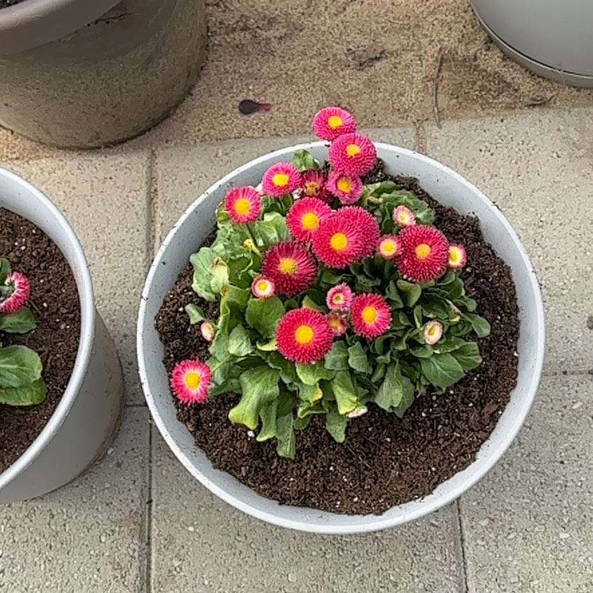 Photo of the plant species English Daisy 'Roggli Red' by @GuruPeyote35 named Ronaldo on Greg, the plant care app
