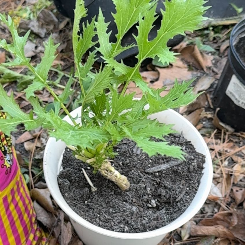 Plant care for Japanese Juniper Bonsi on Greg, the plant care app