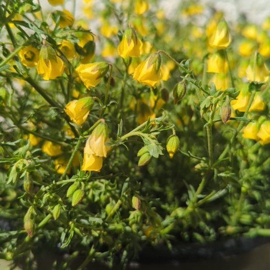 Photo of the plant species Honeybells by @LushSalixexigua named Rosa on Greg, the plant care app