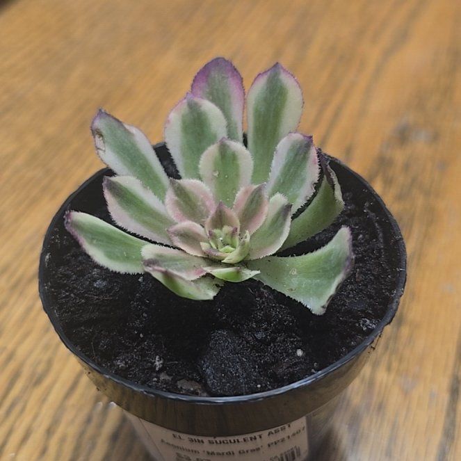 Photo of the plant species Aeonium 'Mardis Gras' by @PetSilkyoak65 named Marty on Greg, the plant care app
