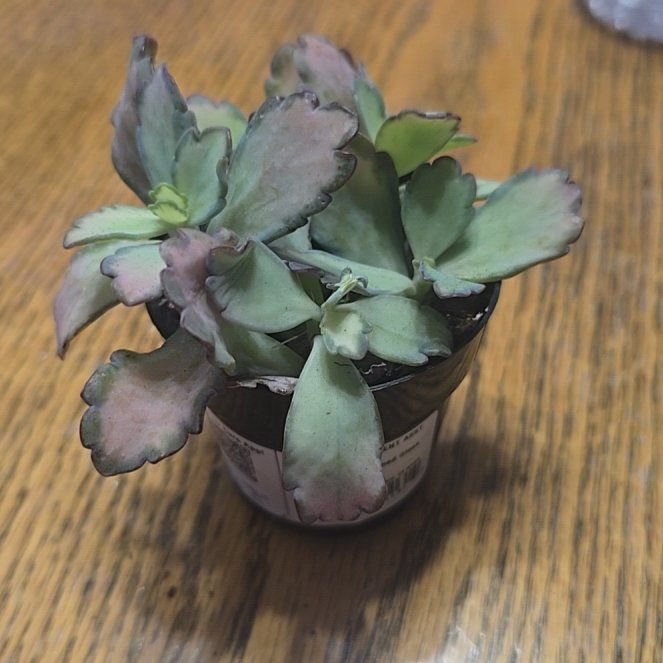 Photo of the plant species Kalanchoe 'Stained Glass' by @PetSilkyoak65 named Saxifragal on Greg, the plant care app