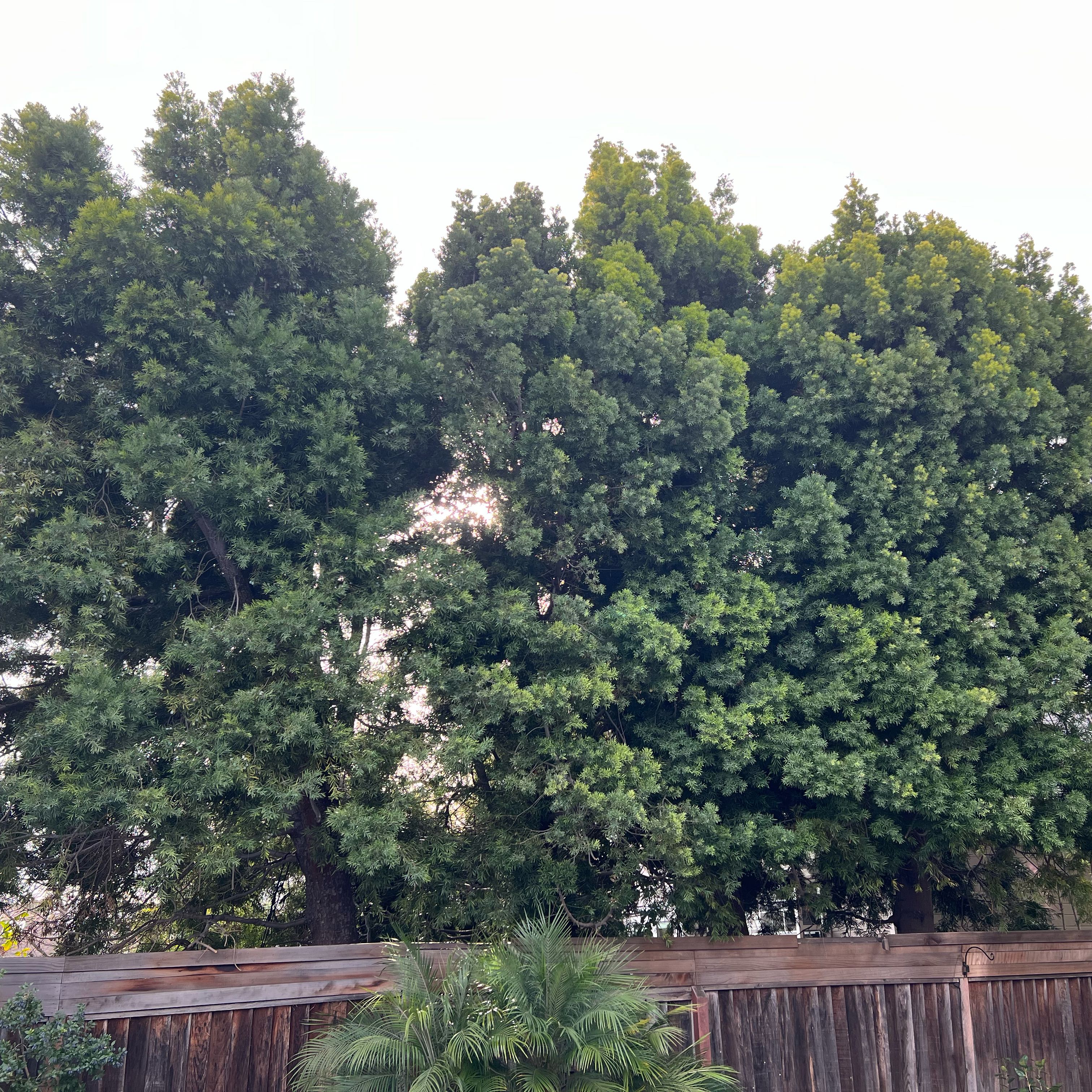 Photo of the plant species Conifer by @UndisputedCat83 named Drake on Greg, the plant care app