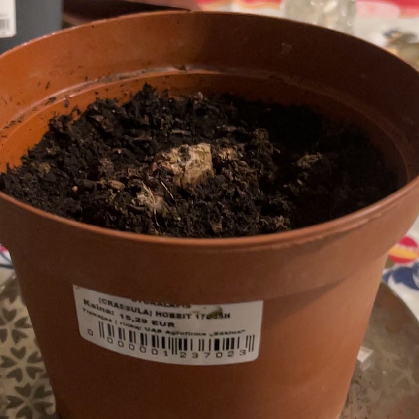Photo of the plant species crasulla by @GutsyAngelplant named Bella on Greg, the plant care app