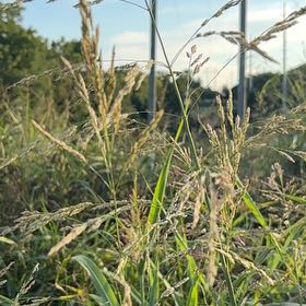 Photo of the plant species Johnsongrass by @SublimePuriri17 named Anne on Greg, the plant care app