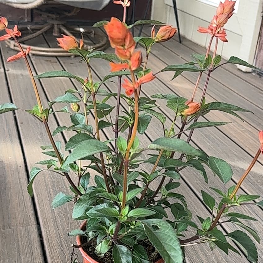 Photo of the plant species Salvia 'Skyscraper Orange' by @LightChainfern named Kesha on Greg, the plant care app
