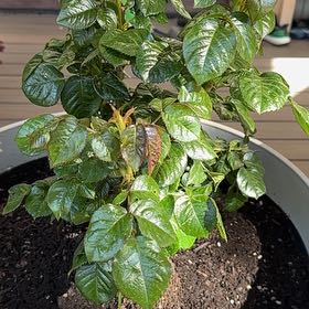 Photo of the plant species All Dressed Up Grandiflora Rose by @LightChainfern named Harry on Greg, the plant care app