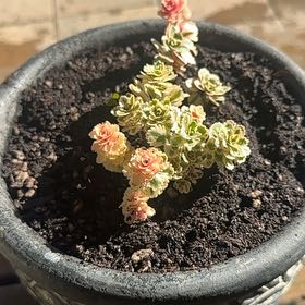 Photo of the plant species Korean Stonecrop by @LightChainfern named Rihanna on Greg, the plant care app